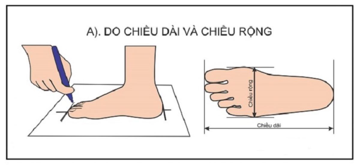 Chiều rộng chân ảnh hưởng đến size giày